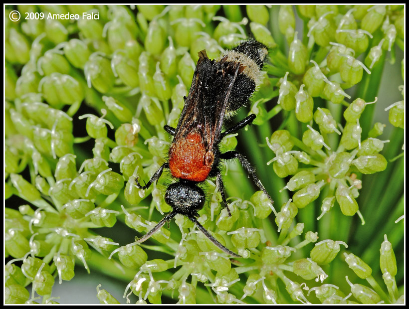 Dasylabris maura maura (Mutillidae)